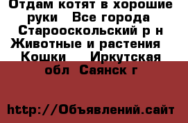 Отдам котят в хорошие руки - Все города, Старооскольский р-н Животные и растения » Кошки   . Иркутская обл.,Саянск г.